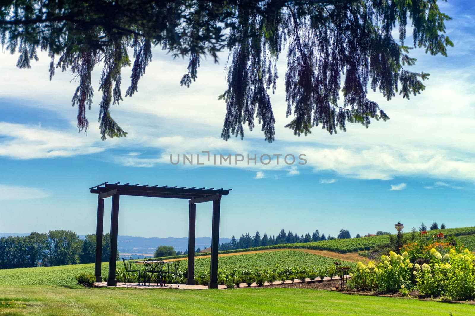Landscape of vineyards in Dundee, Oregon