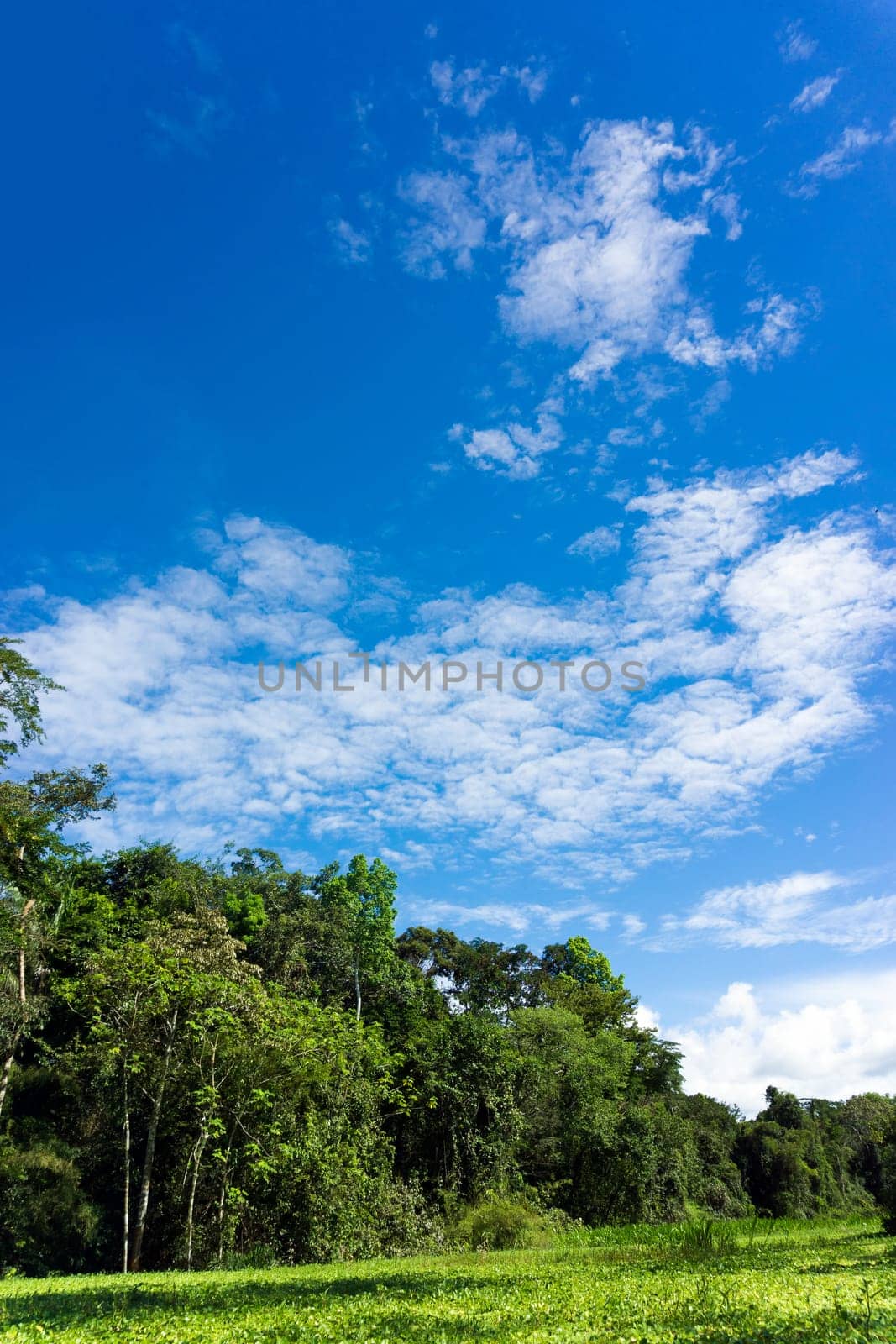 Vertical landscape view of the Amazon Rainforest in Peru