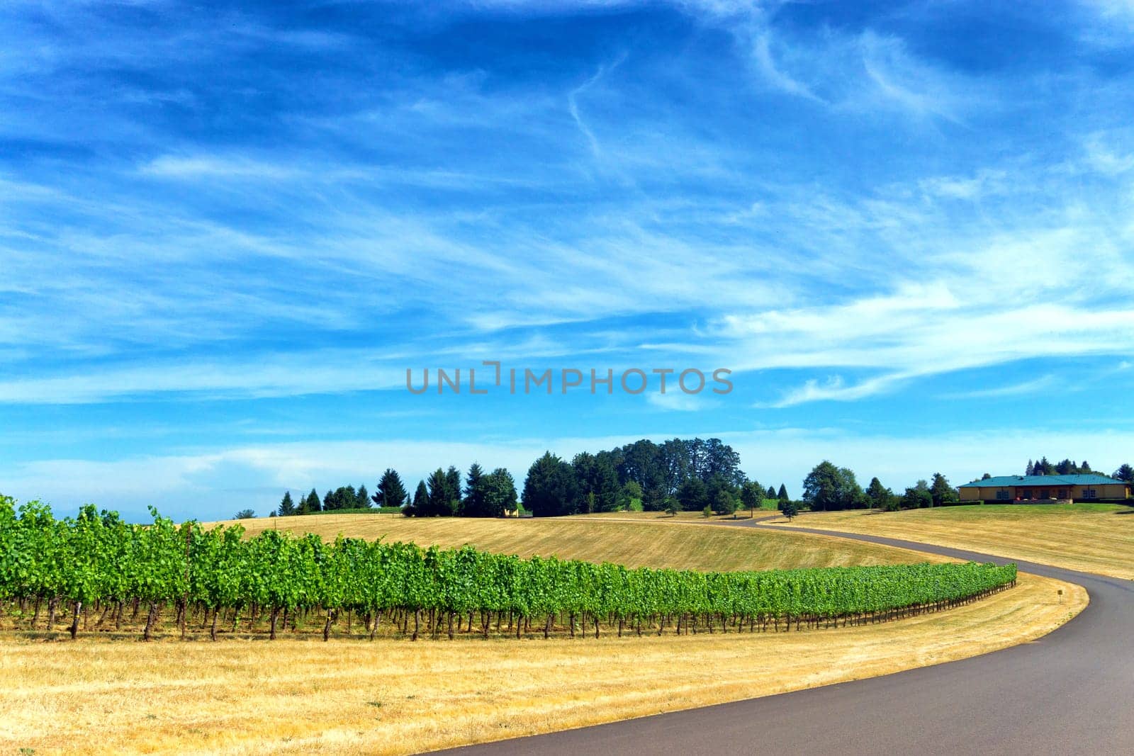 Road passing by a vineyard with a beautiful blue sky in Dundee, Oregon