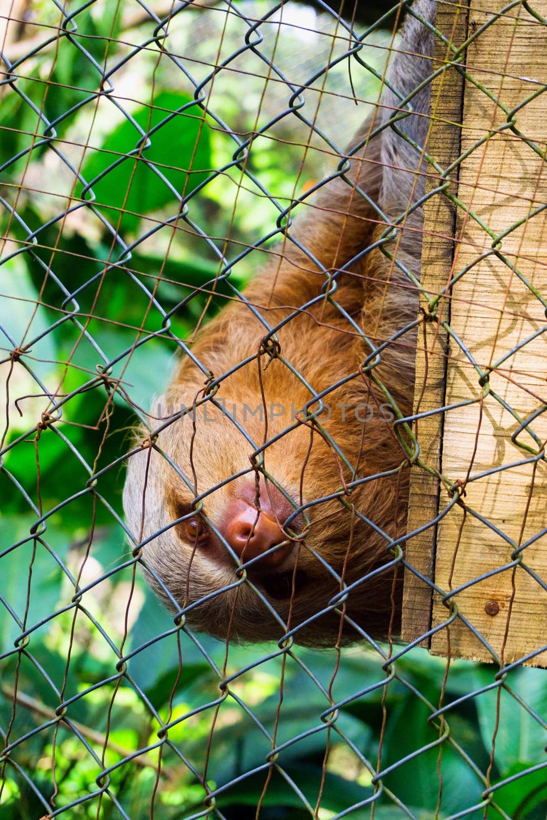 Three toed sloth in captivity in Iquitos, Peru