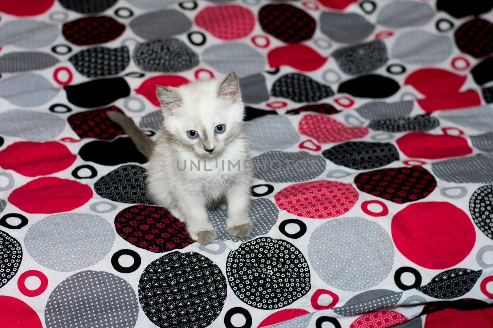 sad kitten with blue eyes on a bed, a subject beautiful kittens