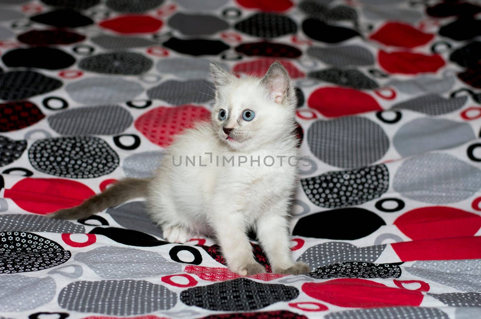 white kitten with blue eyes on a bed, a subject beautiful kittens
