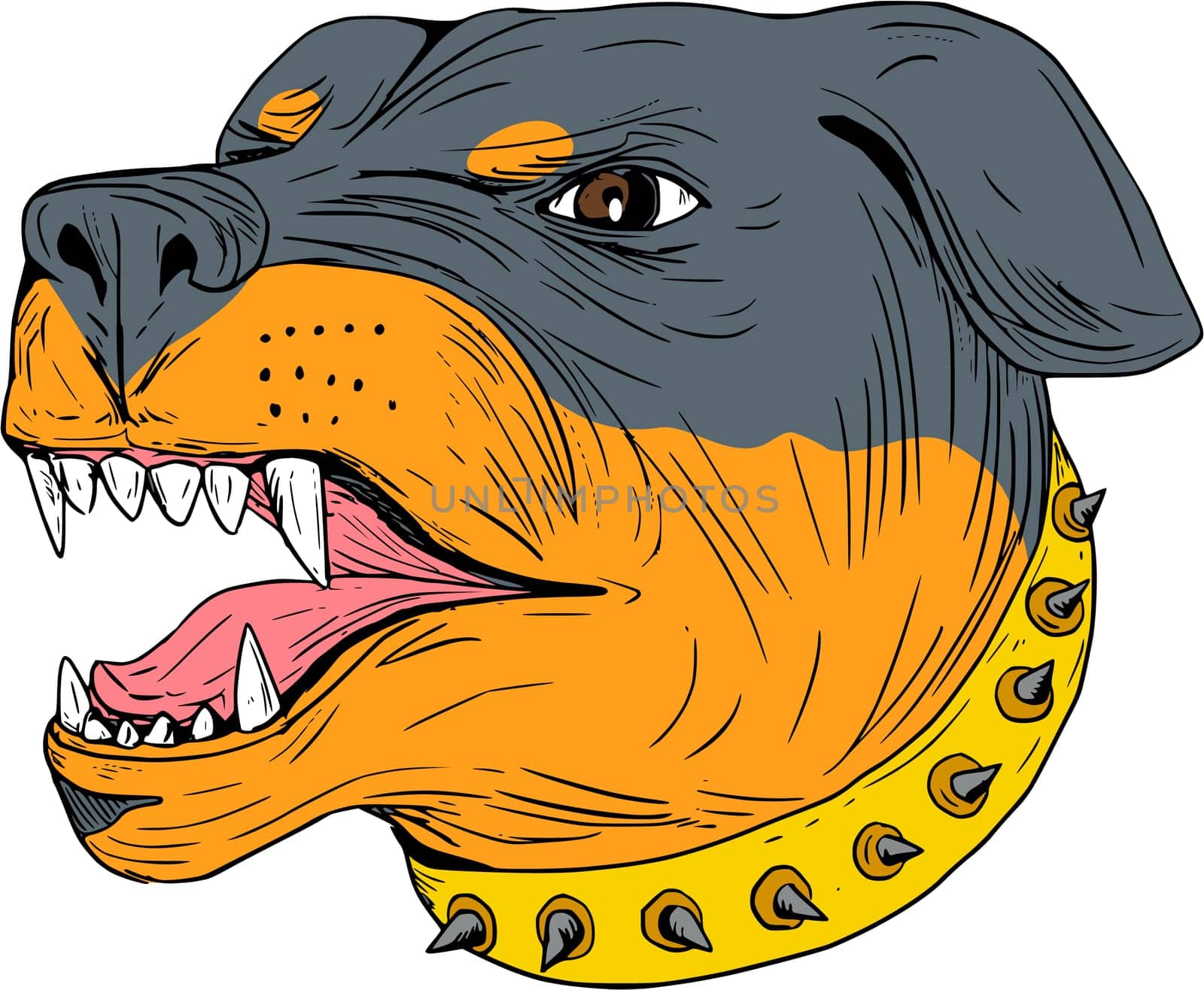 Drawing sketch style illustration of an aggressive Rottweiler Metzgerhund mastiff-dog guard dog head showing teeth set on isolated white background.