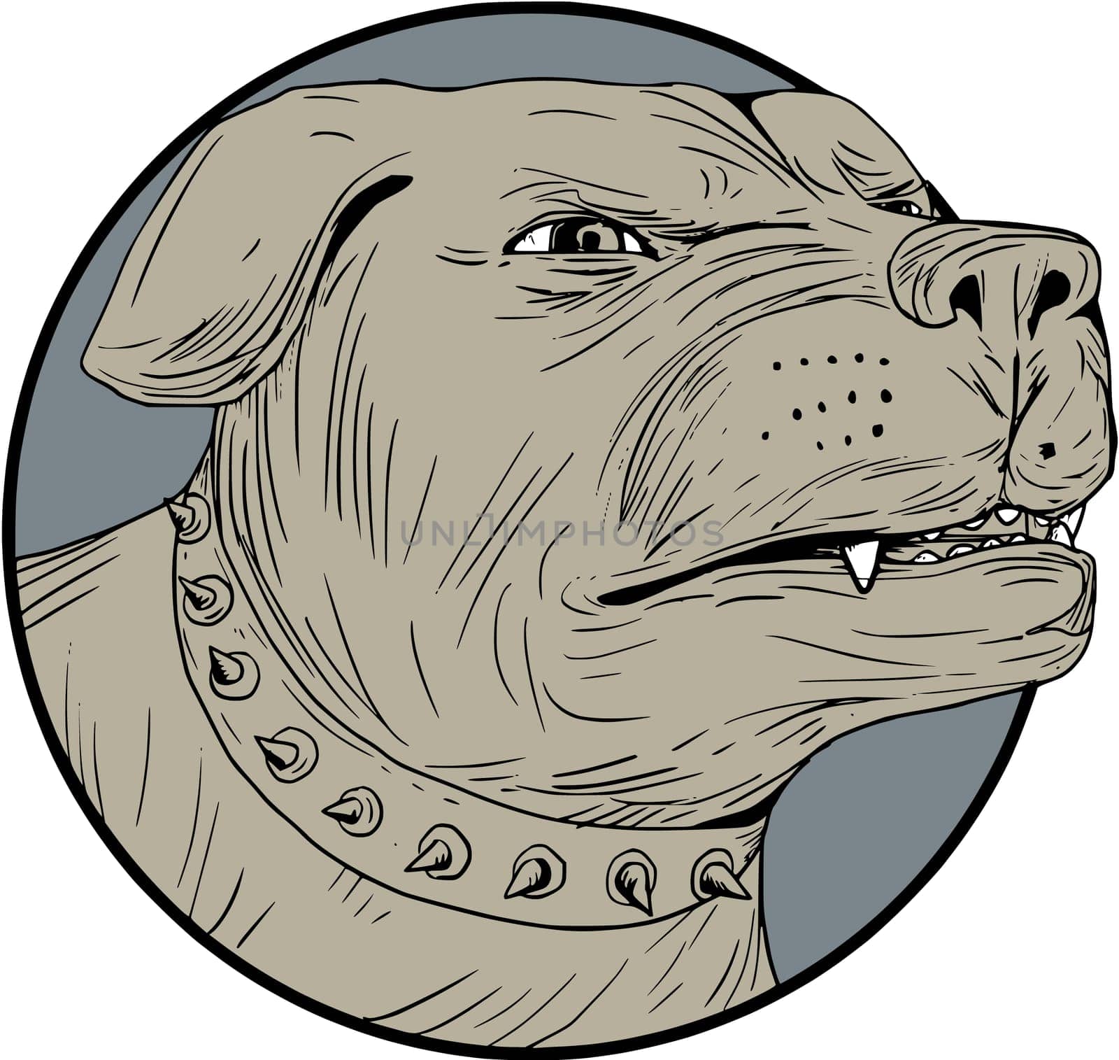 Drawing sketch style illustration of an angry Rottweiler Metzgerhund mastiff-dog guard dog head showing teeth set on isolated white background.