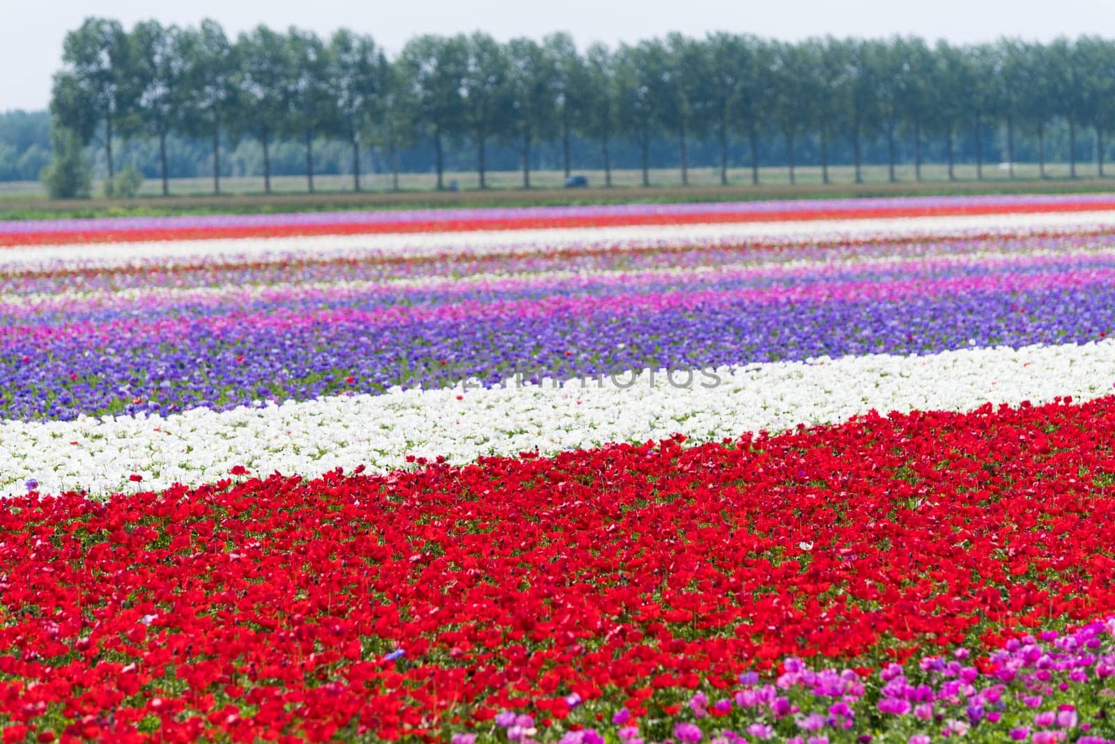 dutch landscape with colorful blooming flowers