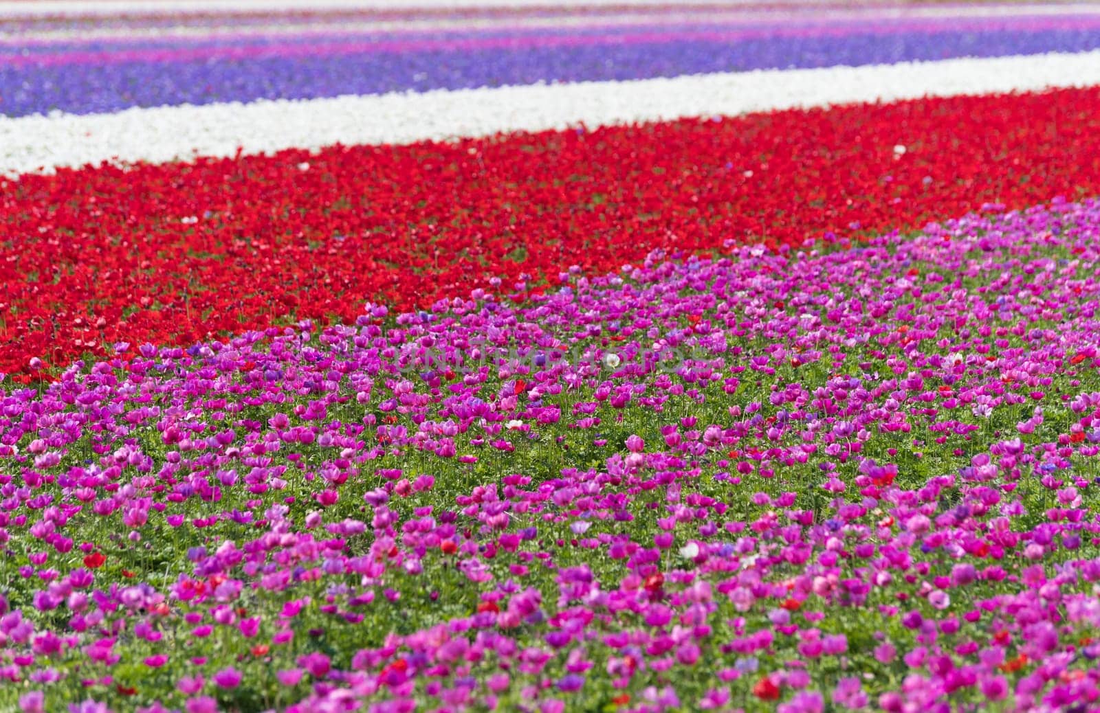 dutch landscape with colorful blooming flowers