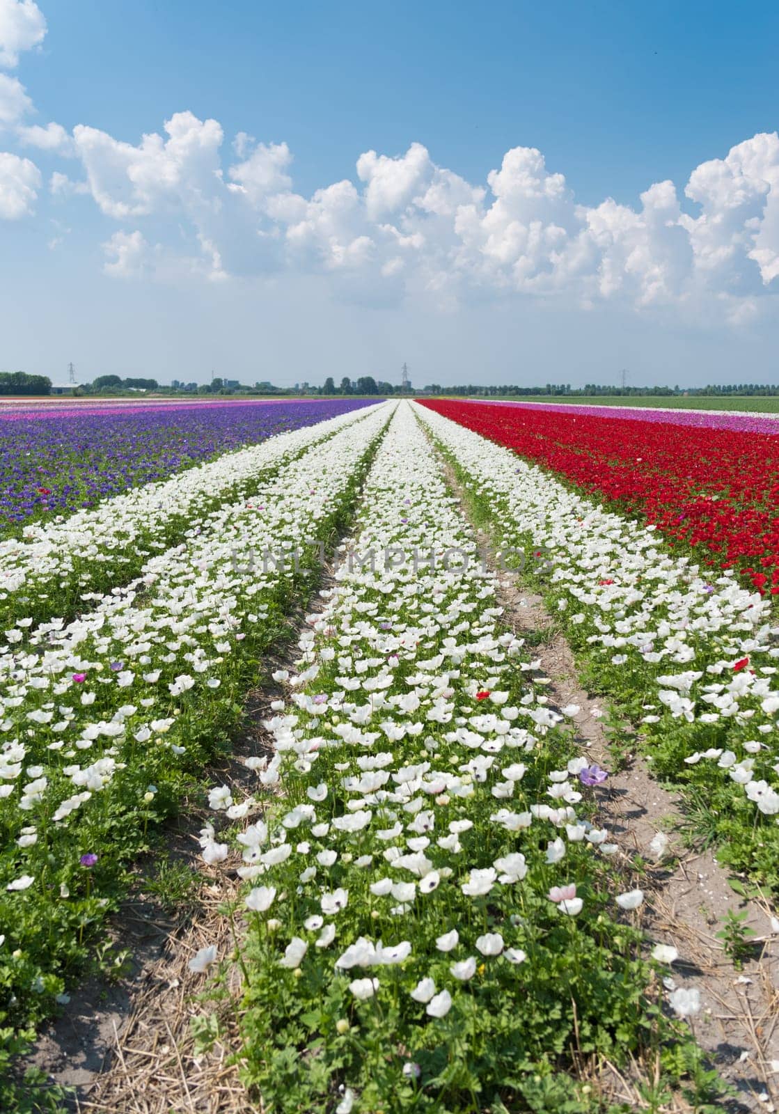 dutch landscape with colorful blooming flowers
