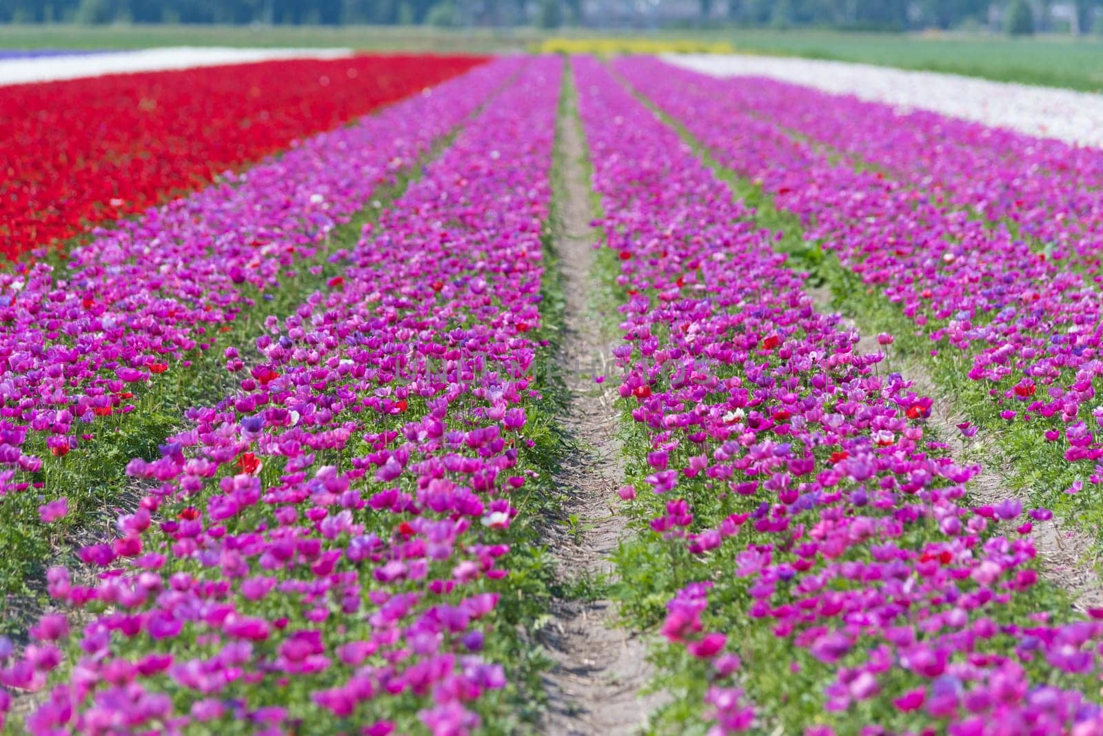dutch landscape with colorful blooming flowers