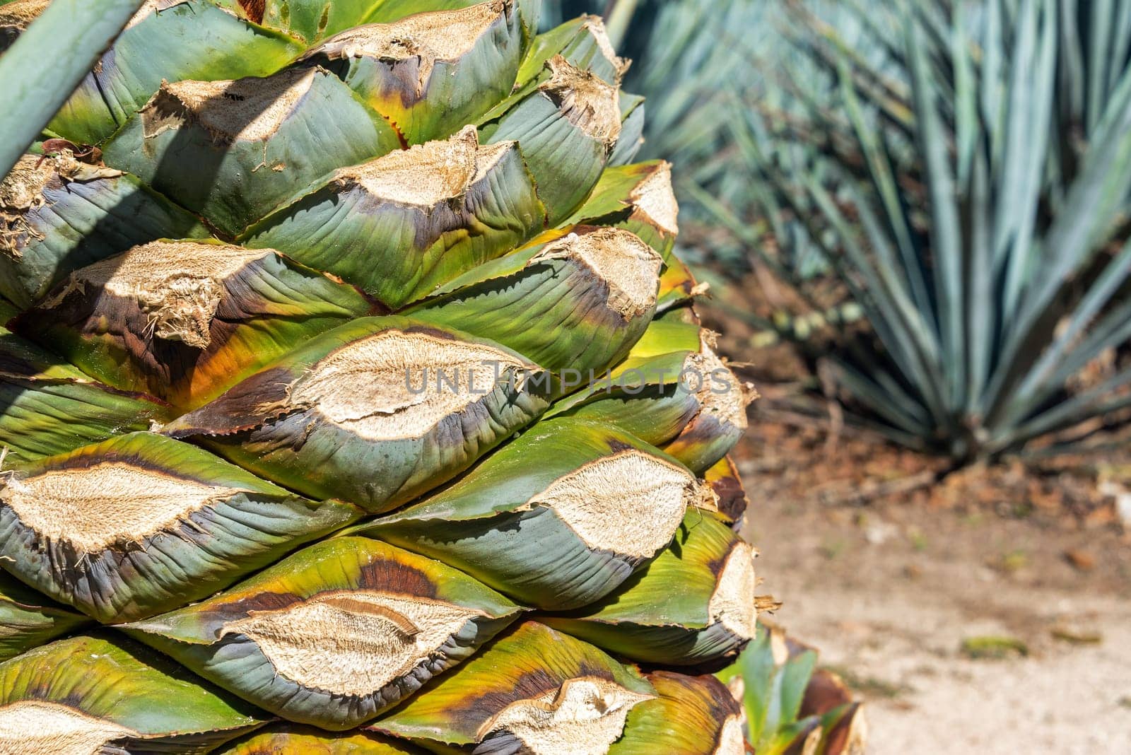 Closeup view of a blue agave plant ready to be made into tequila in Mexico