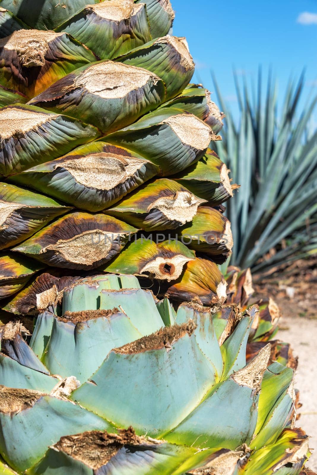 Vertical view of blue agave pineapple ready for tequila in Mexico
