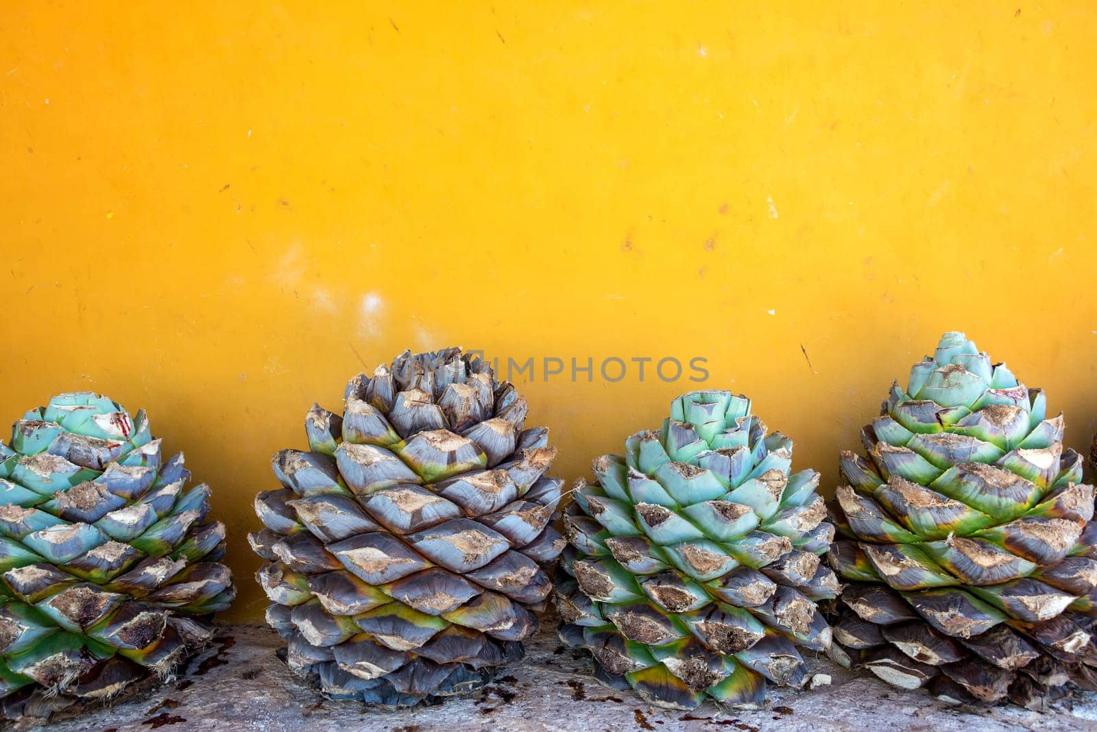 Blue agave pineapples against a yellow wall in Mexico