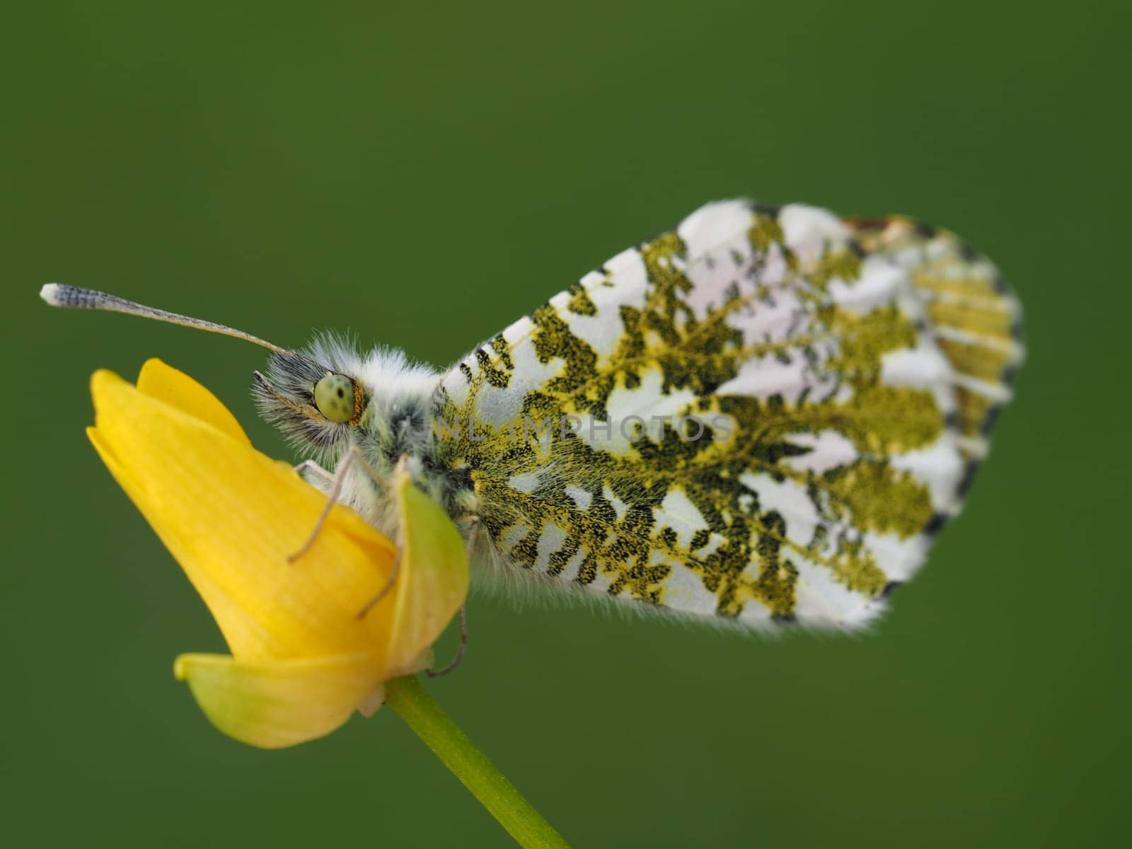 Orange tip