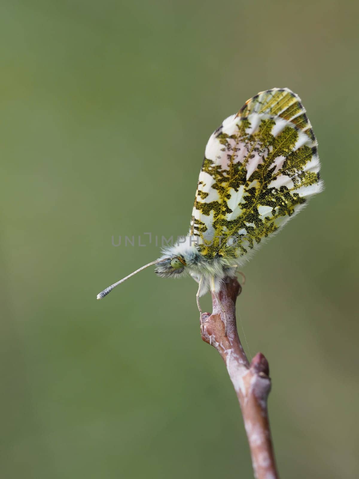 Orange tip