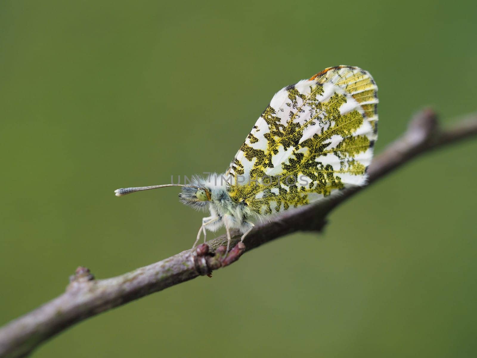 Orange tip