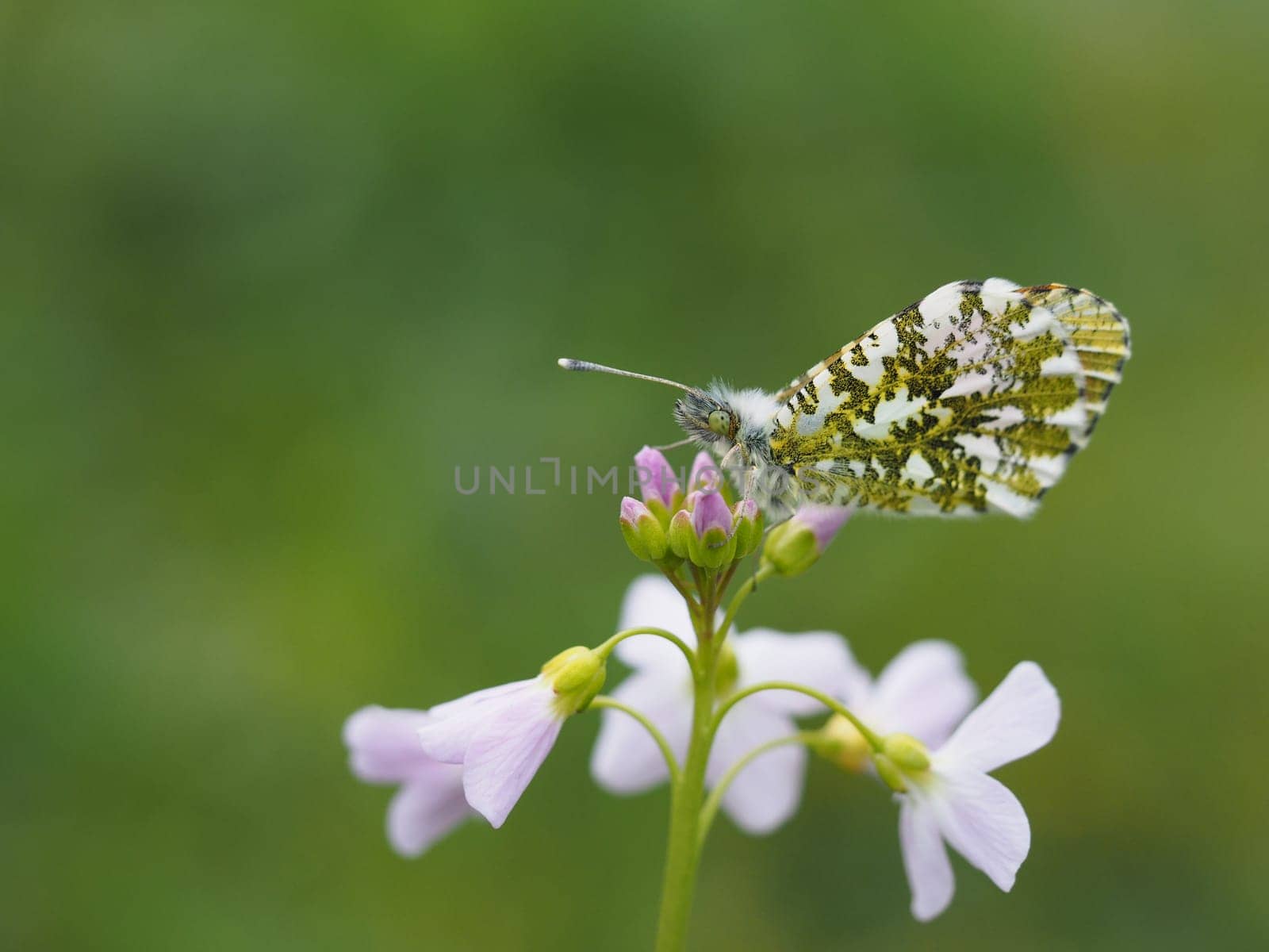 Orange tip