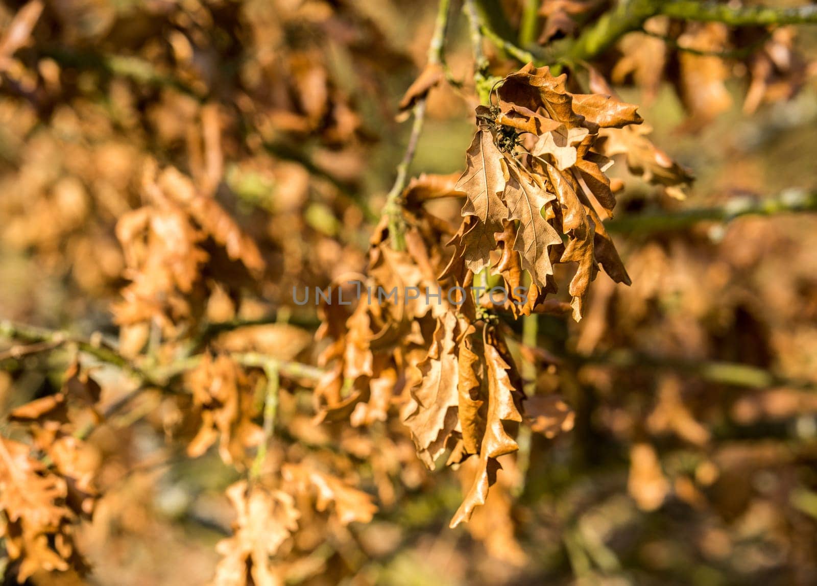 dry crumpled glossy autumn leaves still hanging on the tree