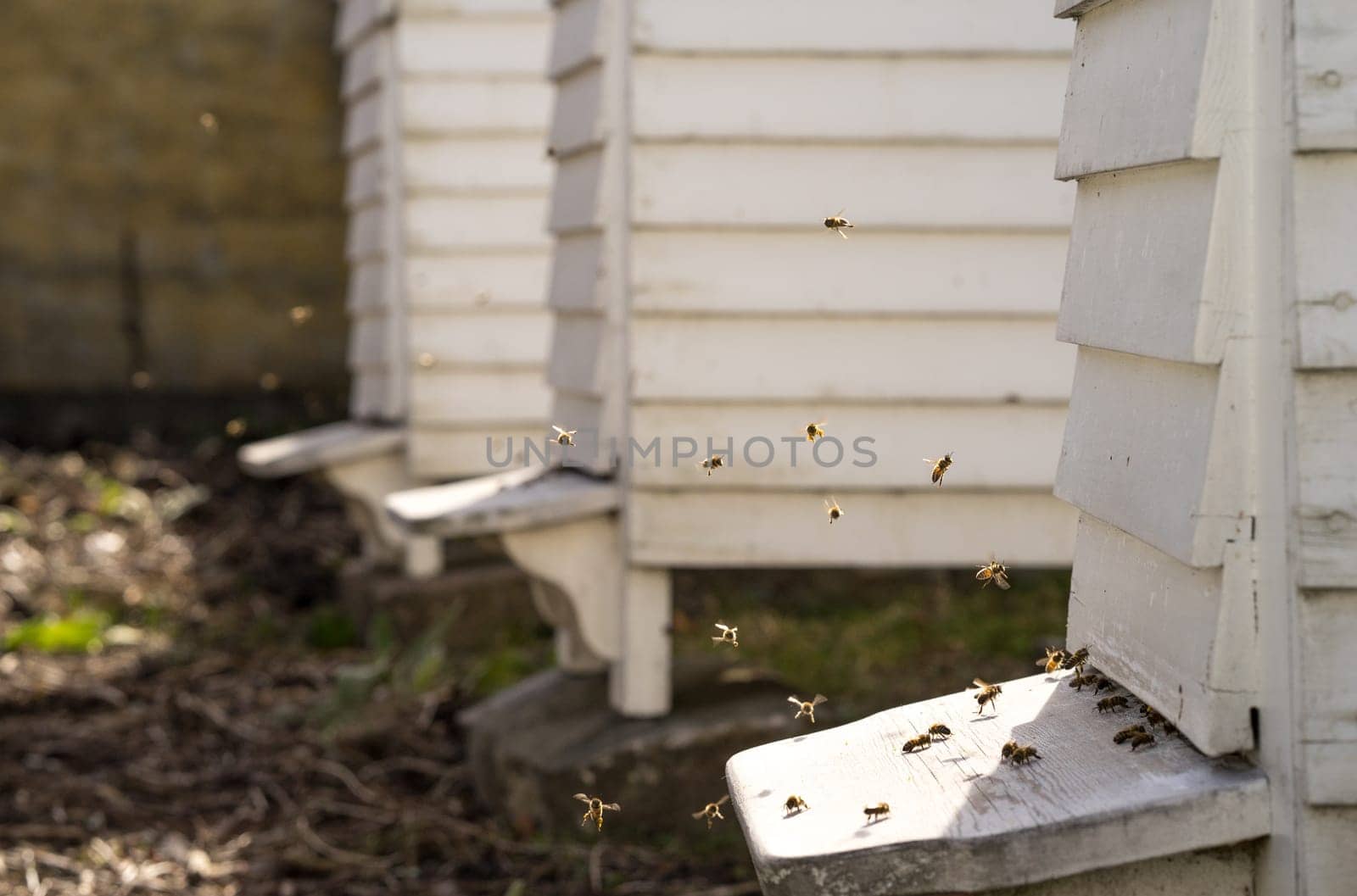 White Hives with a lively traffic of bees buzzing fly in and out of the hive in their hunt for food, Pollen