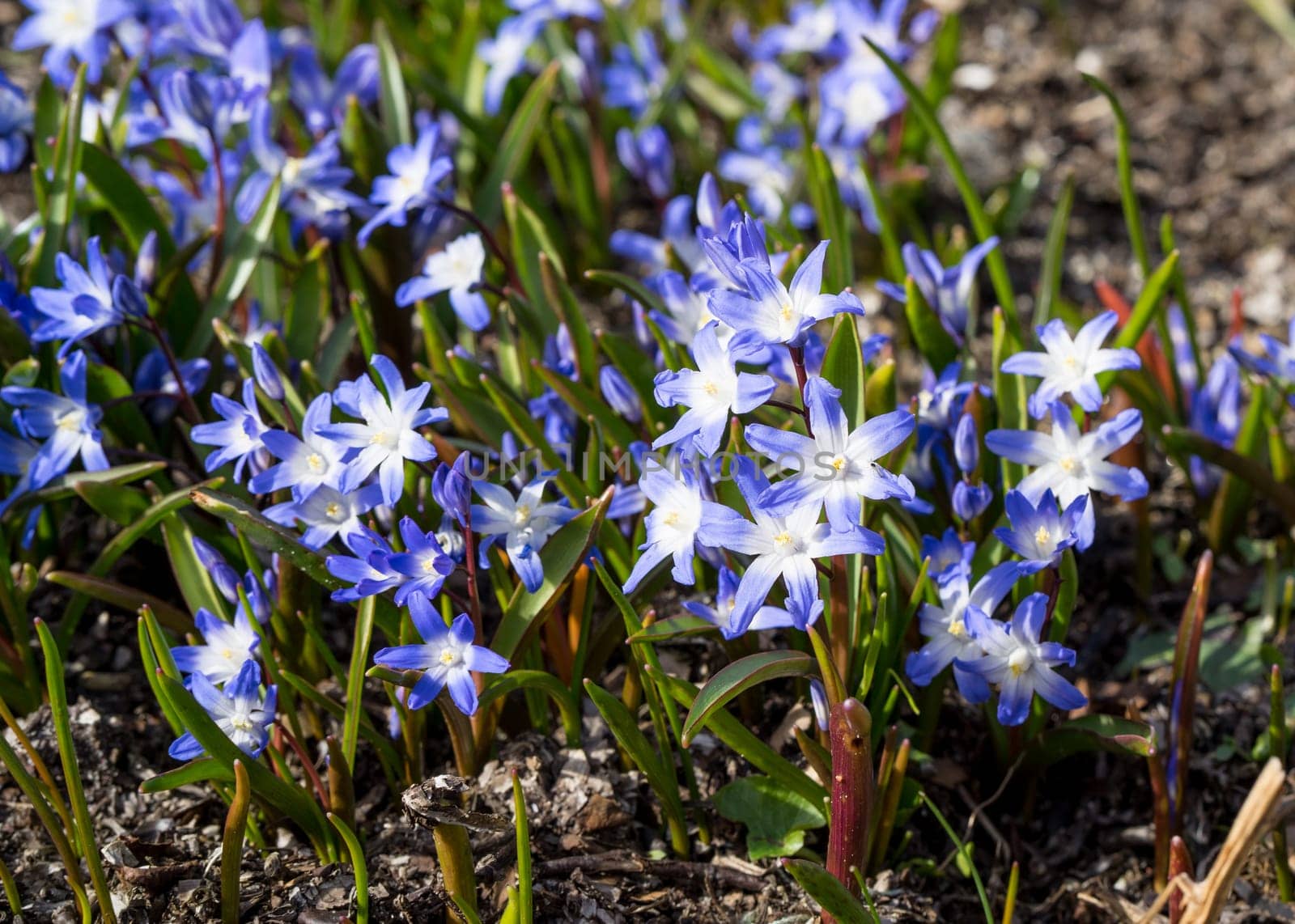 Glory of the snow. Chionodoxa. One of the very earliest signs of spring is when the glory of the snow emerges with its magnificent blue star-shaped petals and white center