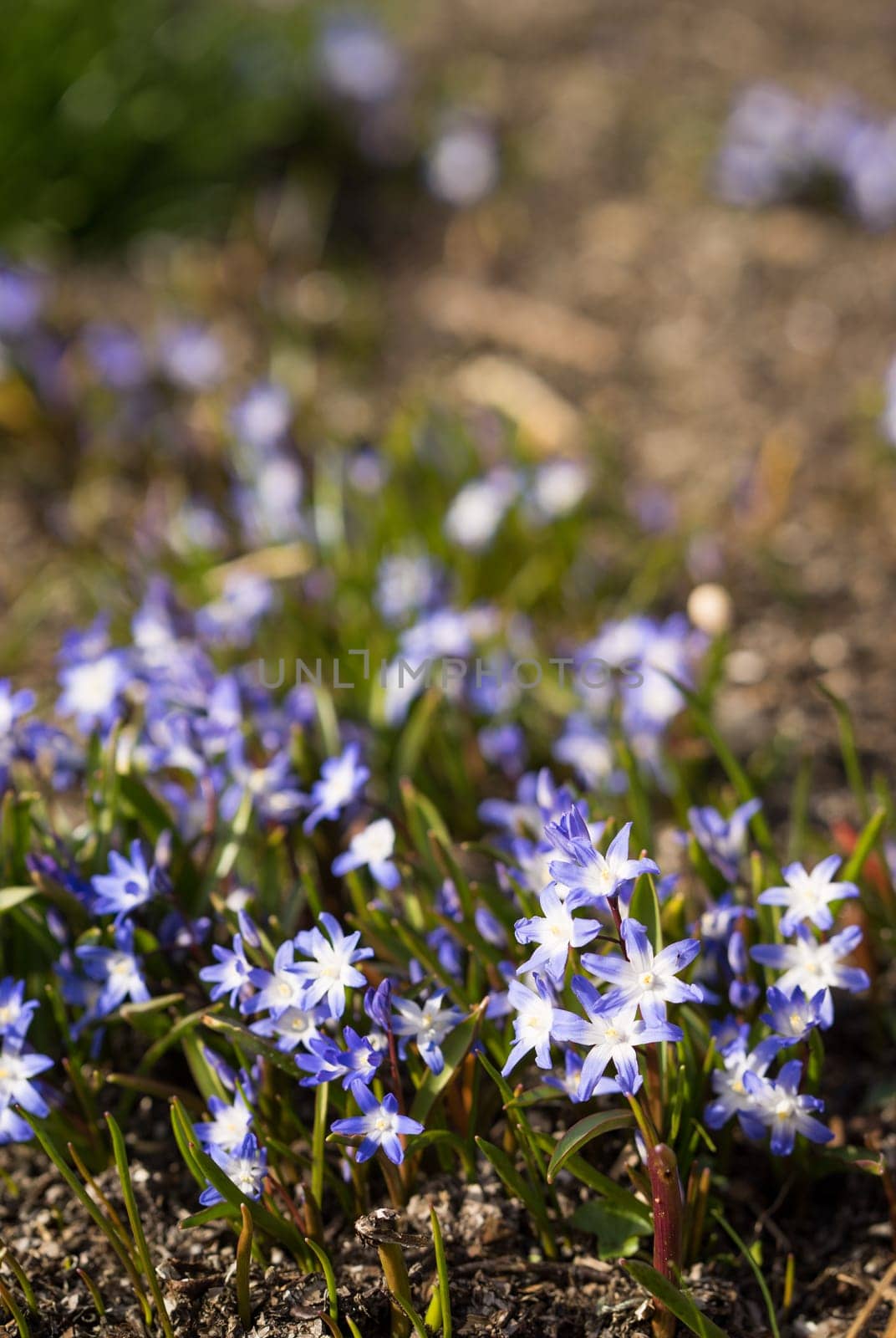 Glory of the snow. Chionodoxa. One of the very earliest signs of spring is when the glory of the snow emerges with its magnificent blue star-shaped petals and white center