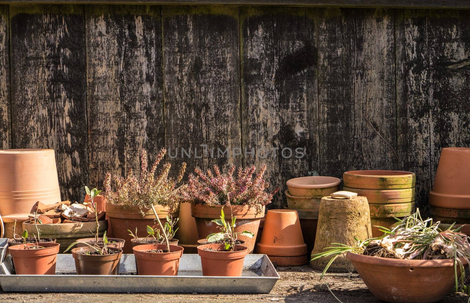 romantic idyllic plant table in the garden with old retro flower pot pots, garden tools and plants. Rustic table with flower pots, potting soil, trowel and plants. Spring Preparing the garden. Cuttings and new plants peeping out of the plant boxes. Spring bulbs bulbs are taken out of the ground to be divided and replanted