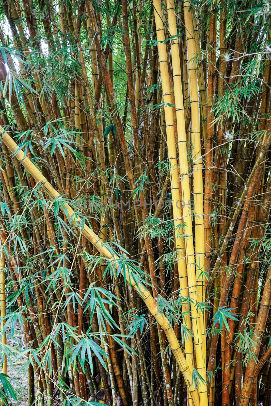 Closeup of nice green yellow bamboo bush