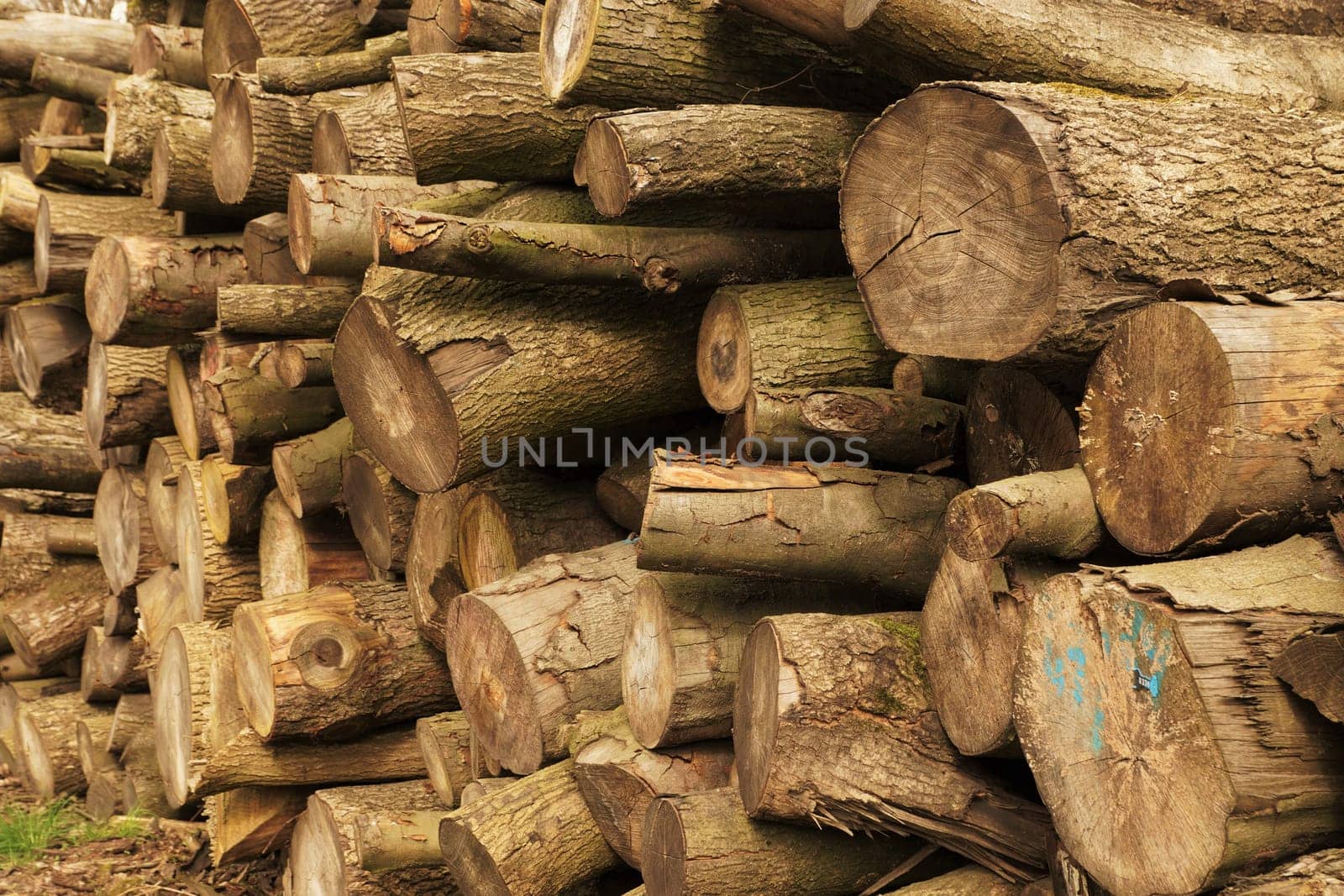 Large tree trunks