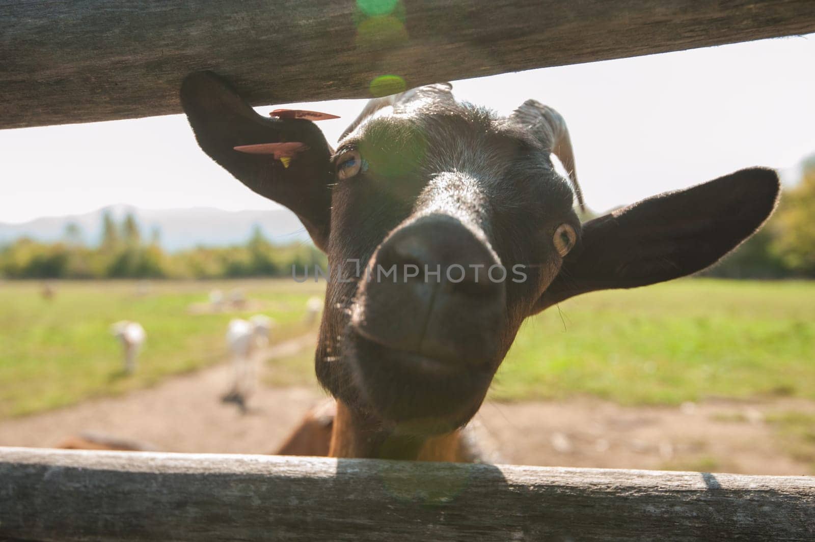 goat goat portrait closeup on the farm