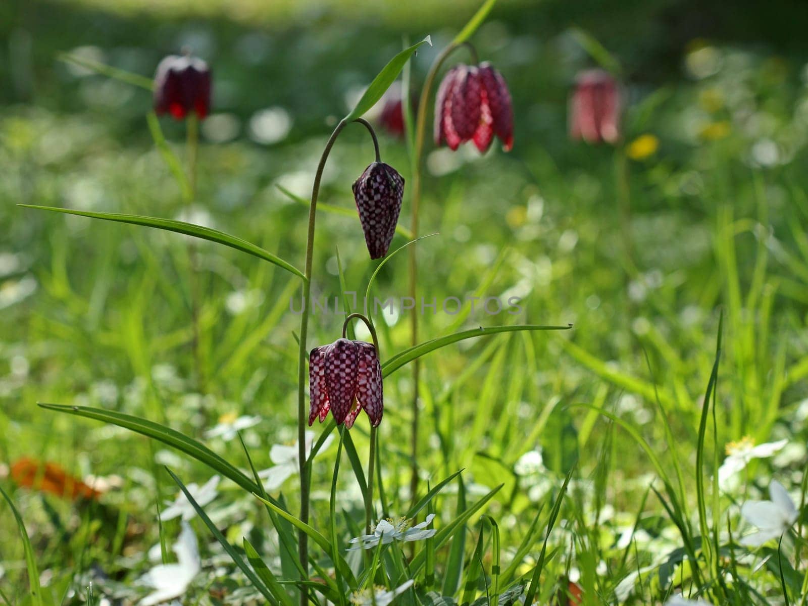 Wet meadow with checkerboard flowers (Fritillaria meleagris) and bush anemones (Anemone nemorosa)