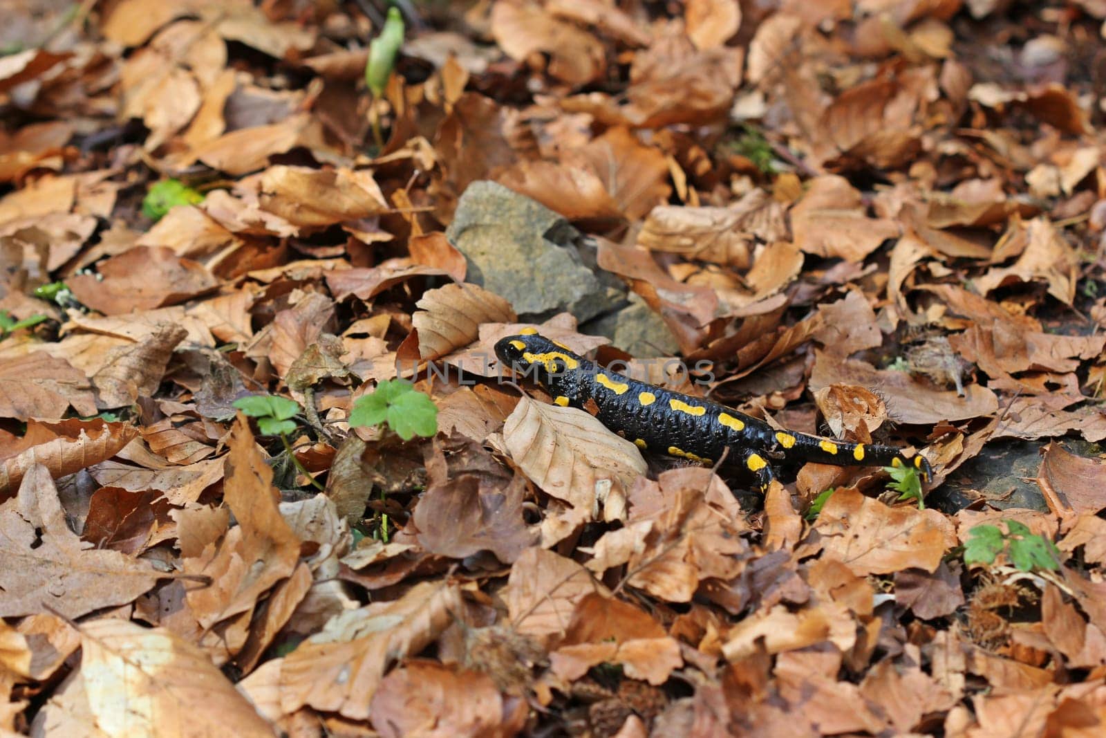Fire salamander (Salamandra salamandra) in the beech forest