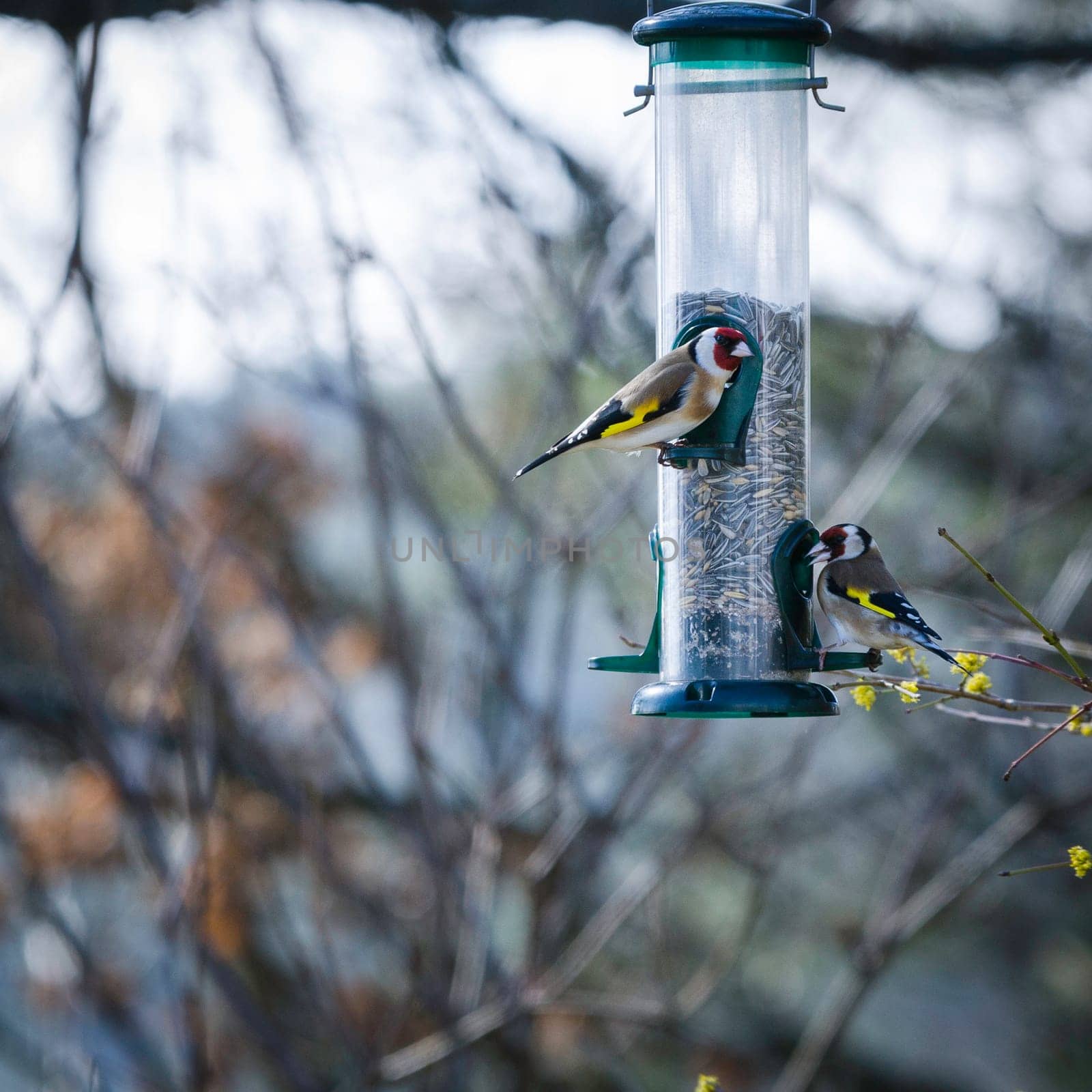 two little beutiful bird watching and eating from the feed in the three