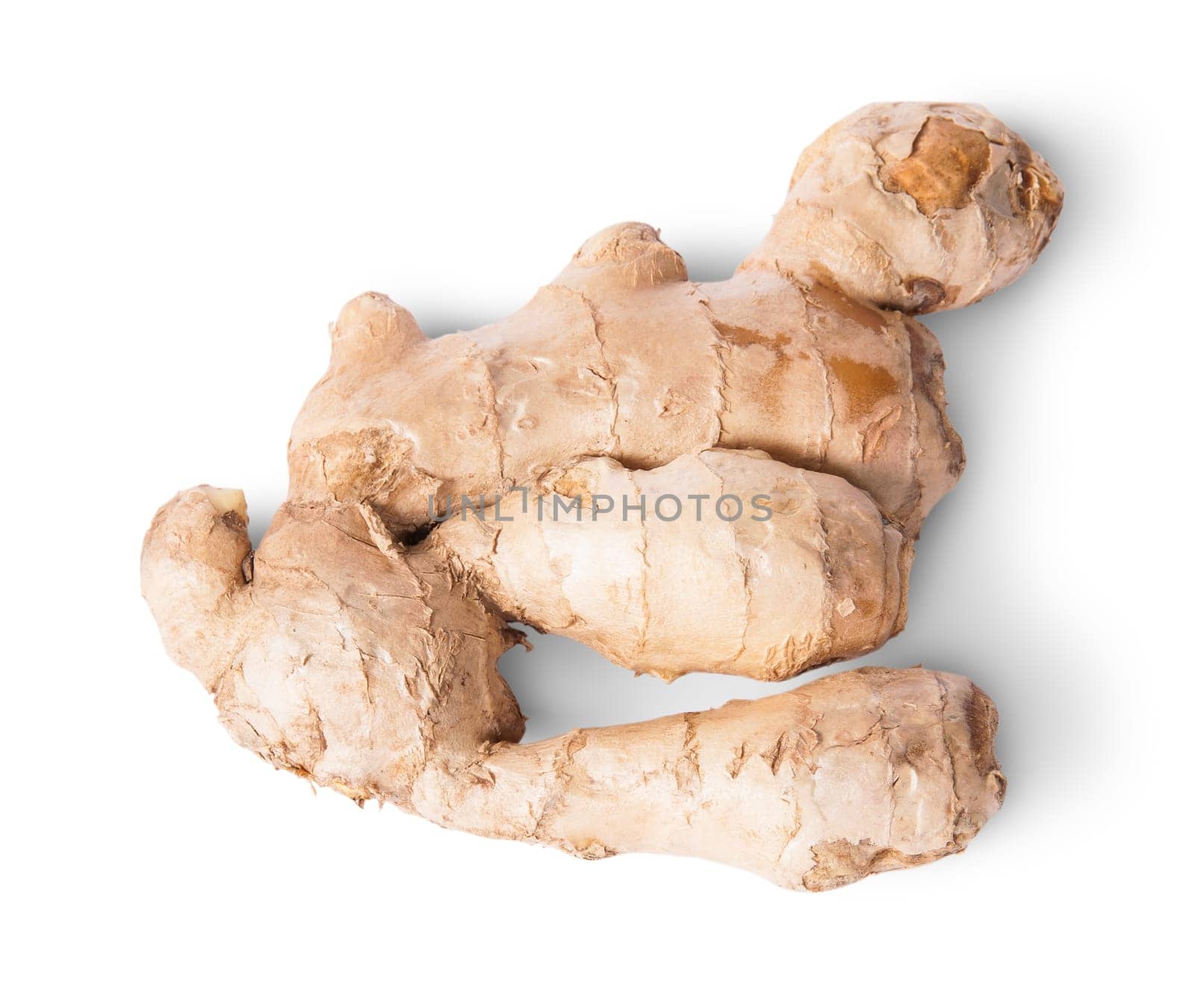 Entire ginger root top view reverse isolated on white background