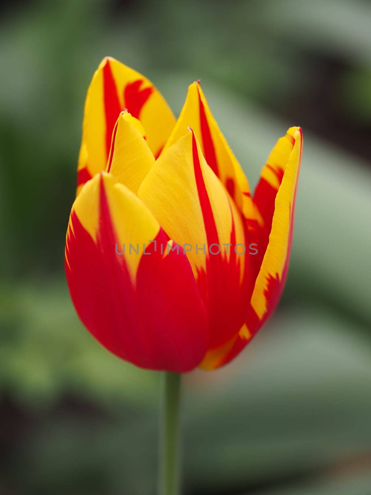 Tulip