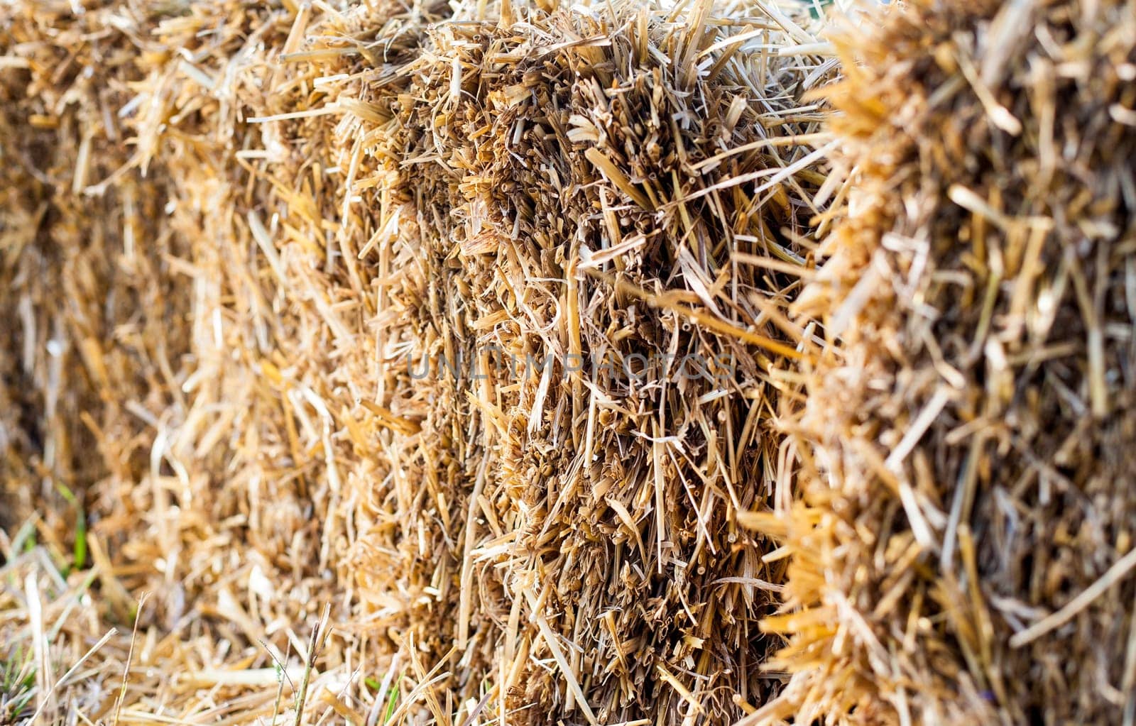 Eco clear hay bale. Agriculture field Wheat yellow golden harvest in summer