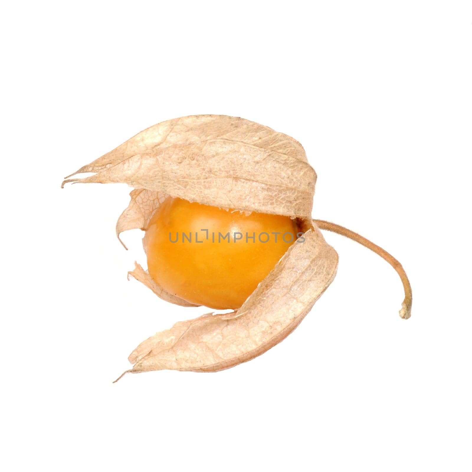 Physalis fruit isolated on white background.