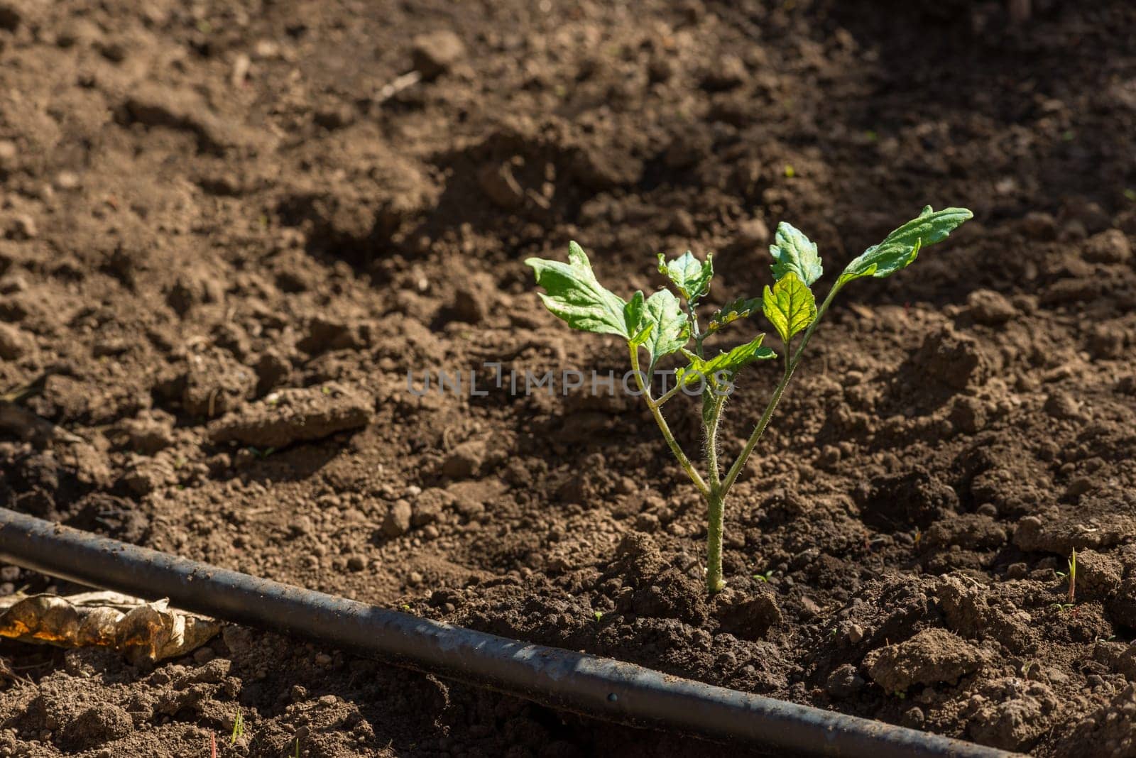 Tomato seedling planted in the garden with a irrigation tube