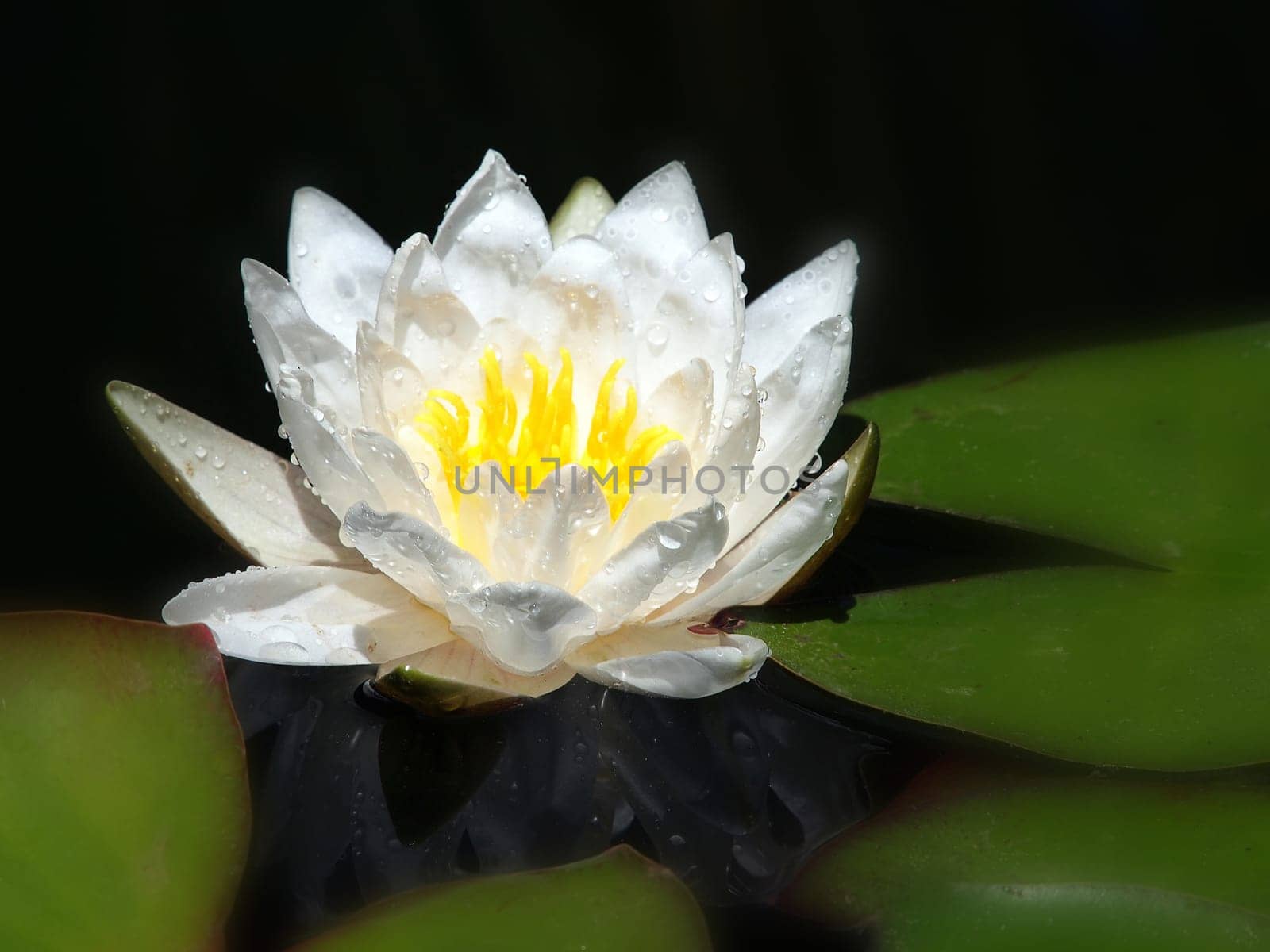 white lily floating on a blue water