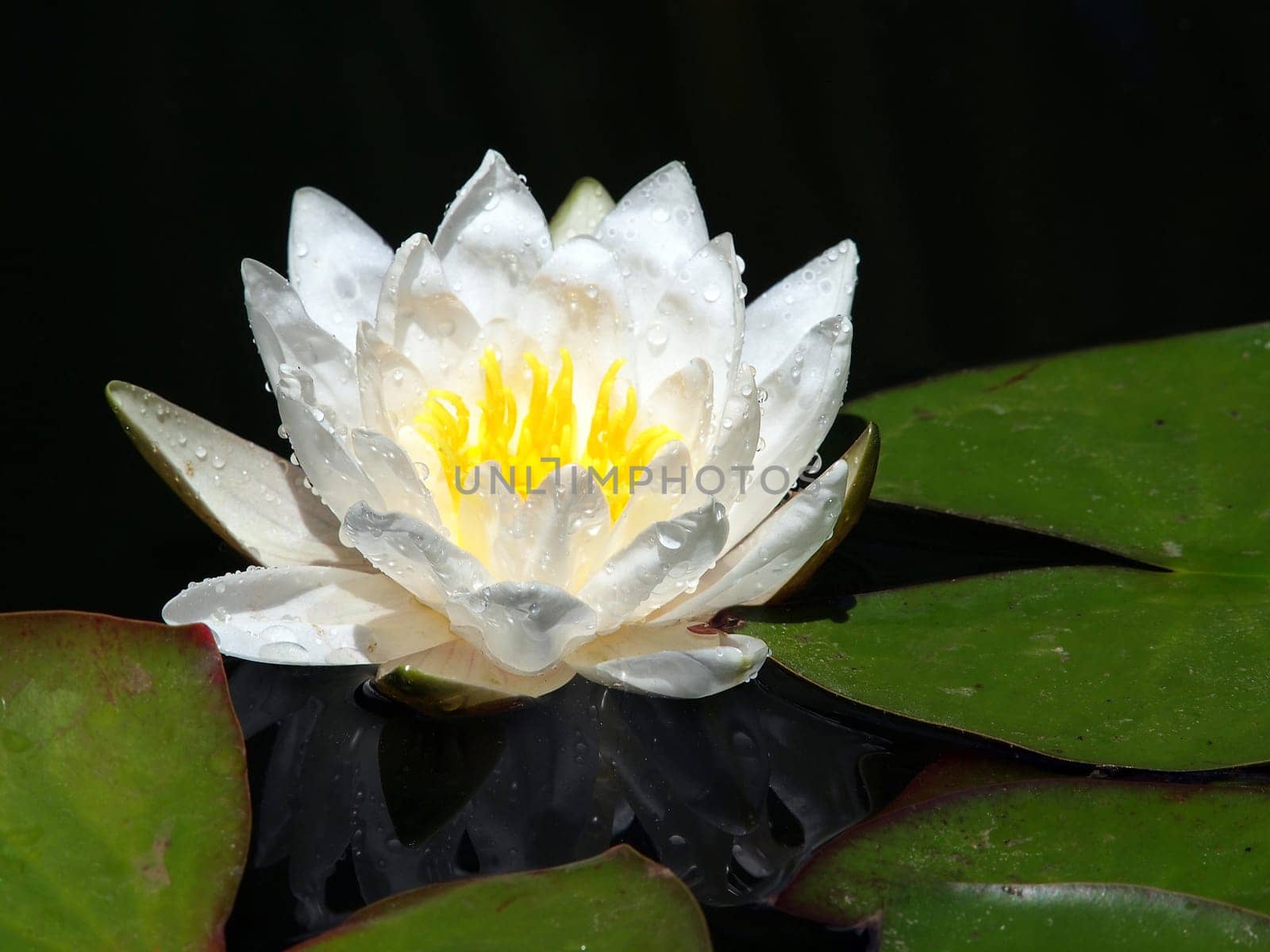 white lily floating on a blue water