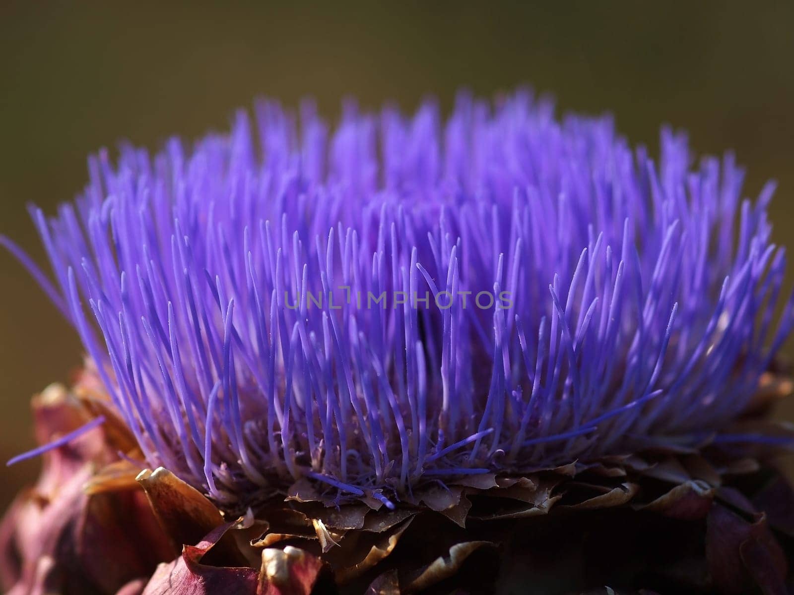 A colorful purple  wild artichoke blossom..