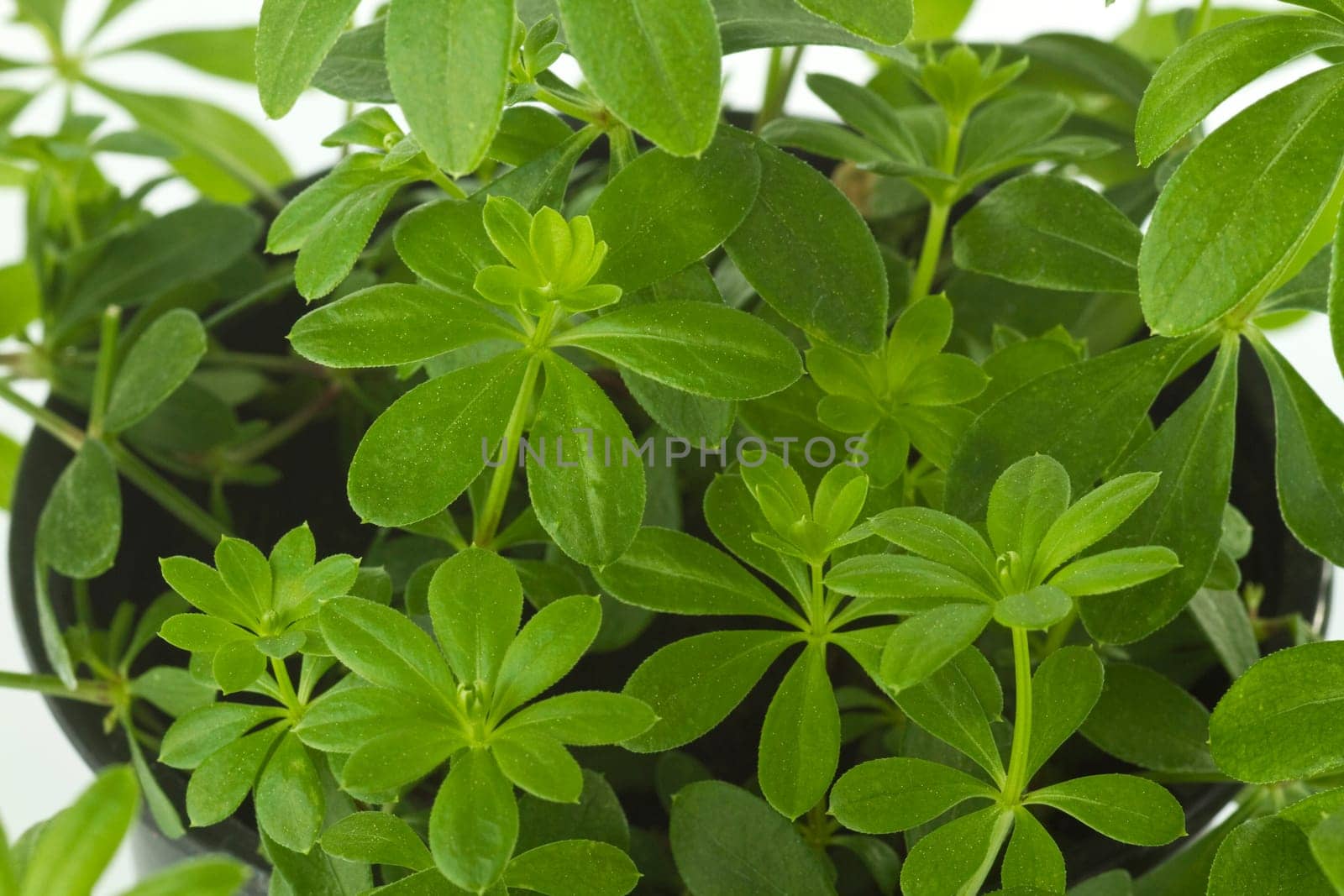 Woodruff on a bright background