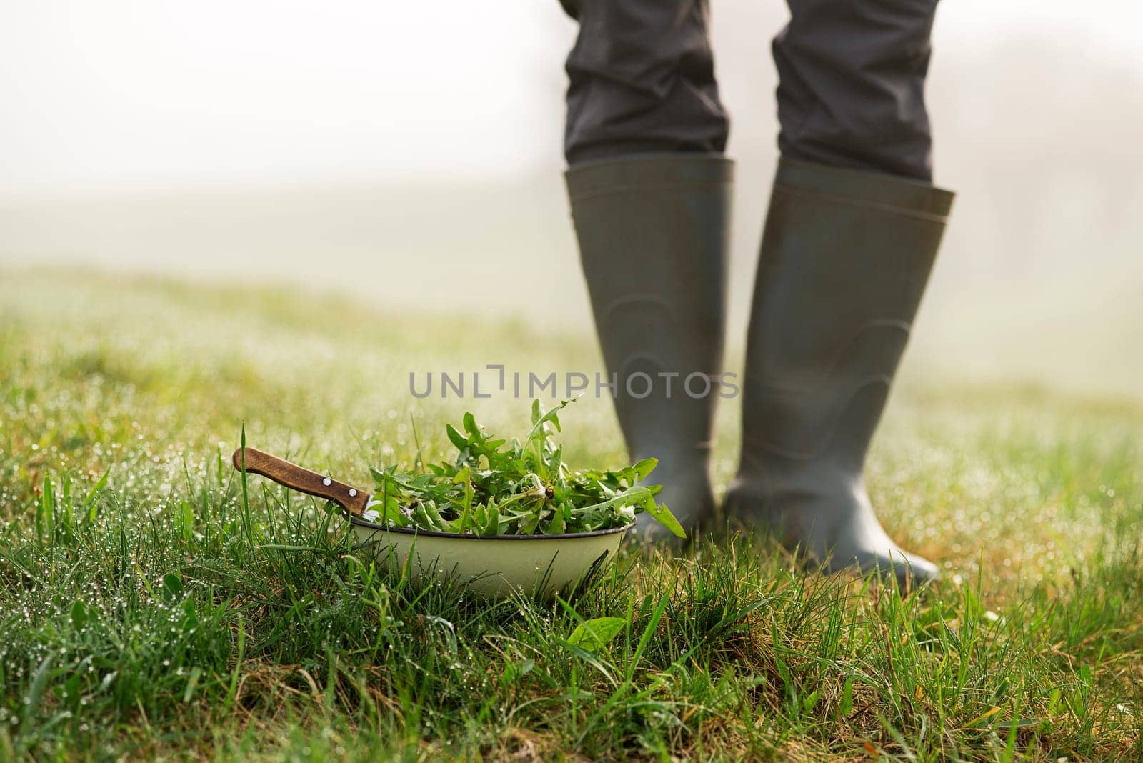 Picking with knife a fresh dandelion in nature
