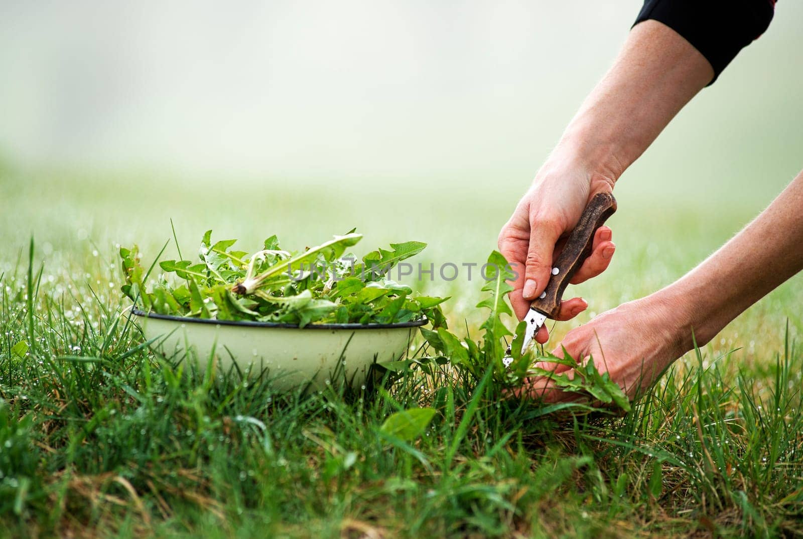 Picking with knife a fresh dandelion in nature