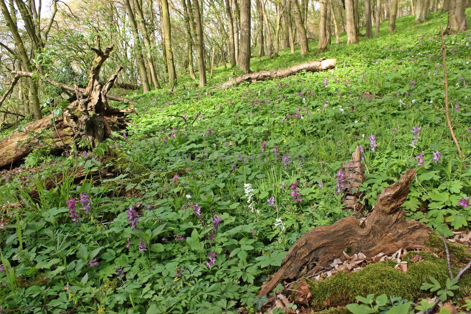 Forest with flowering lark spur (Corydalis cava)