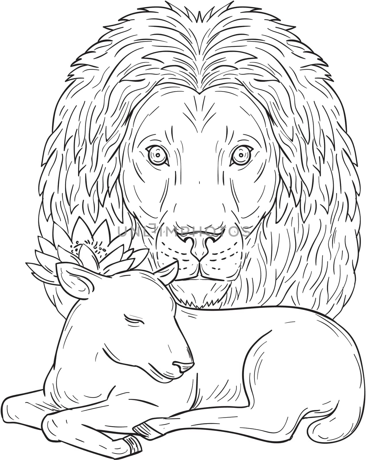 Drawing sketch style illustration of a lion head watching over a sleeping lamb viewed from front set on isolated white background.