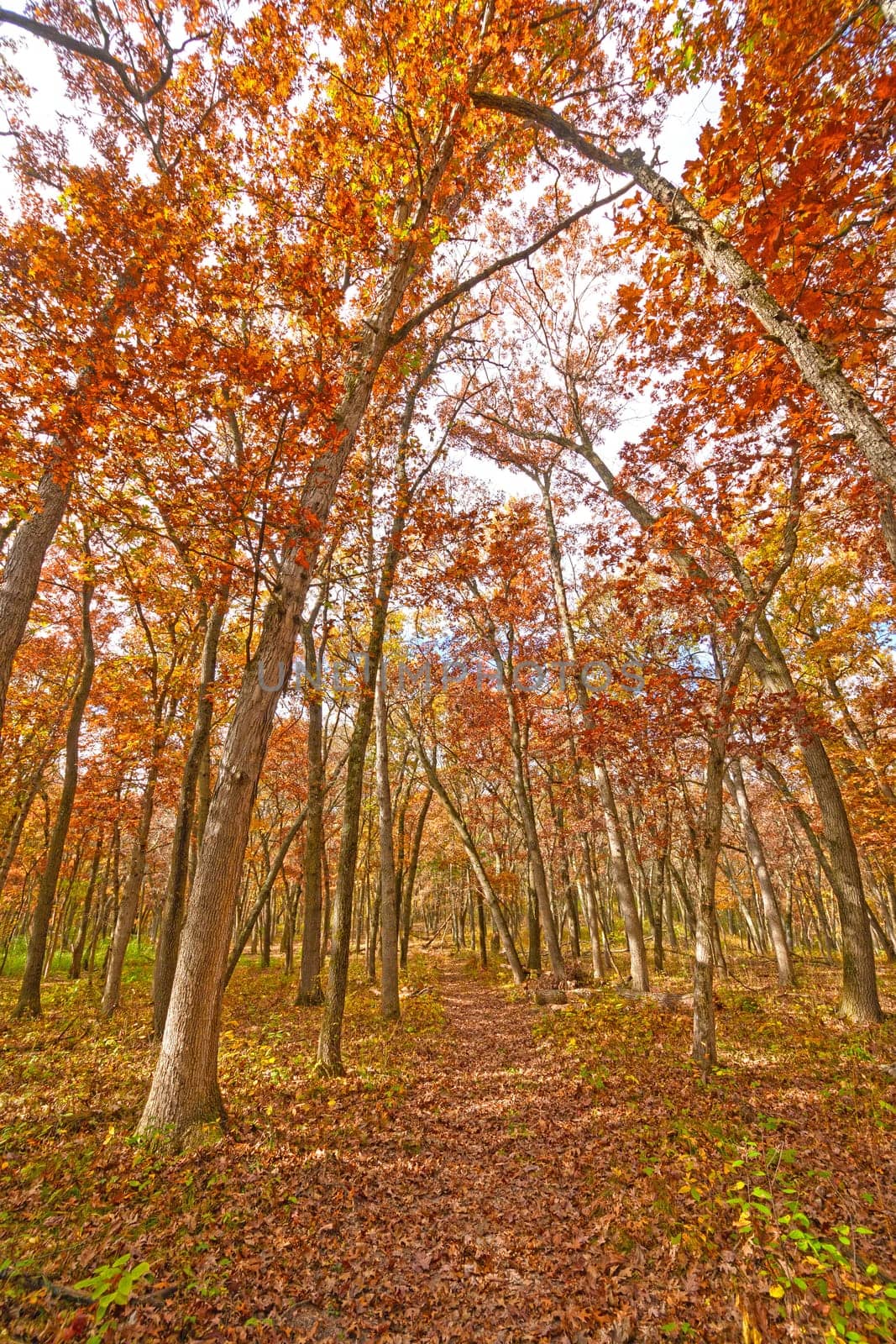 Forest Path in the Fall in Wisconsin