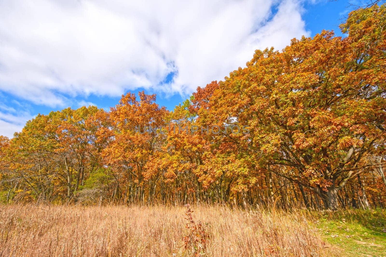 Meadow and Trees in the Fall in Wisconsin
