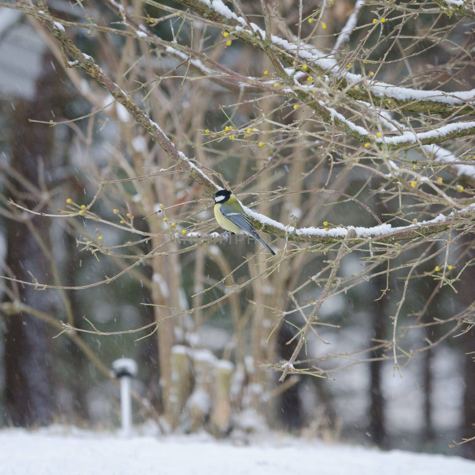 one great tit sitting in tree looking for food