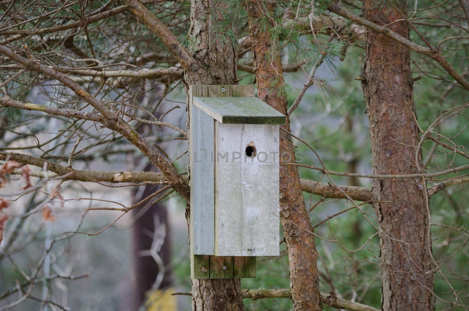 one birdhouse in the tree waiting for the small bird