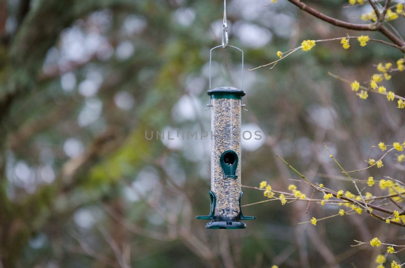 one bird feeder in the tree with food for the bird