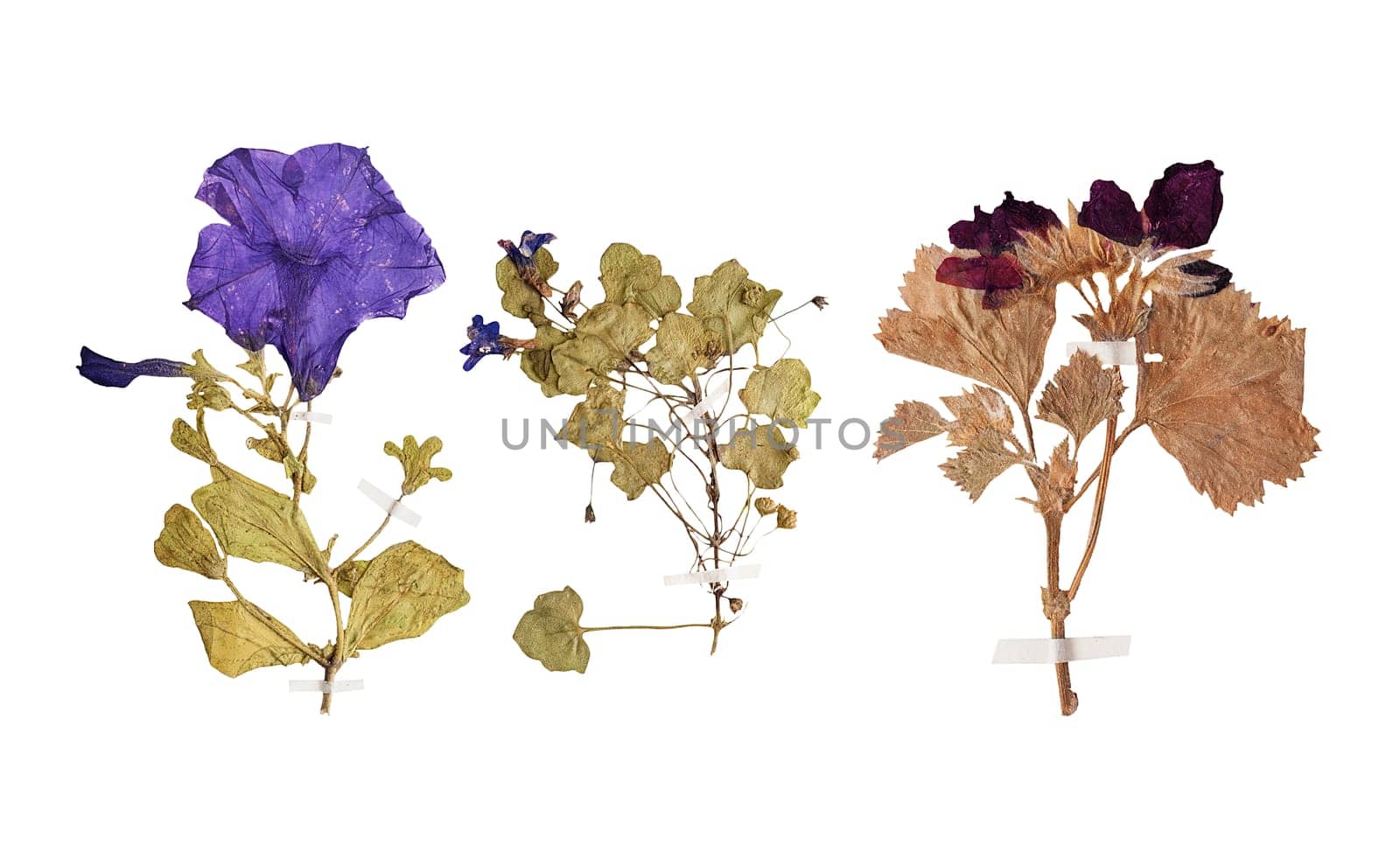 Set of herbarium wild dry pressed flowers and leaves, isolated