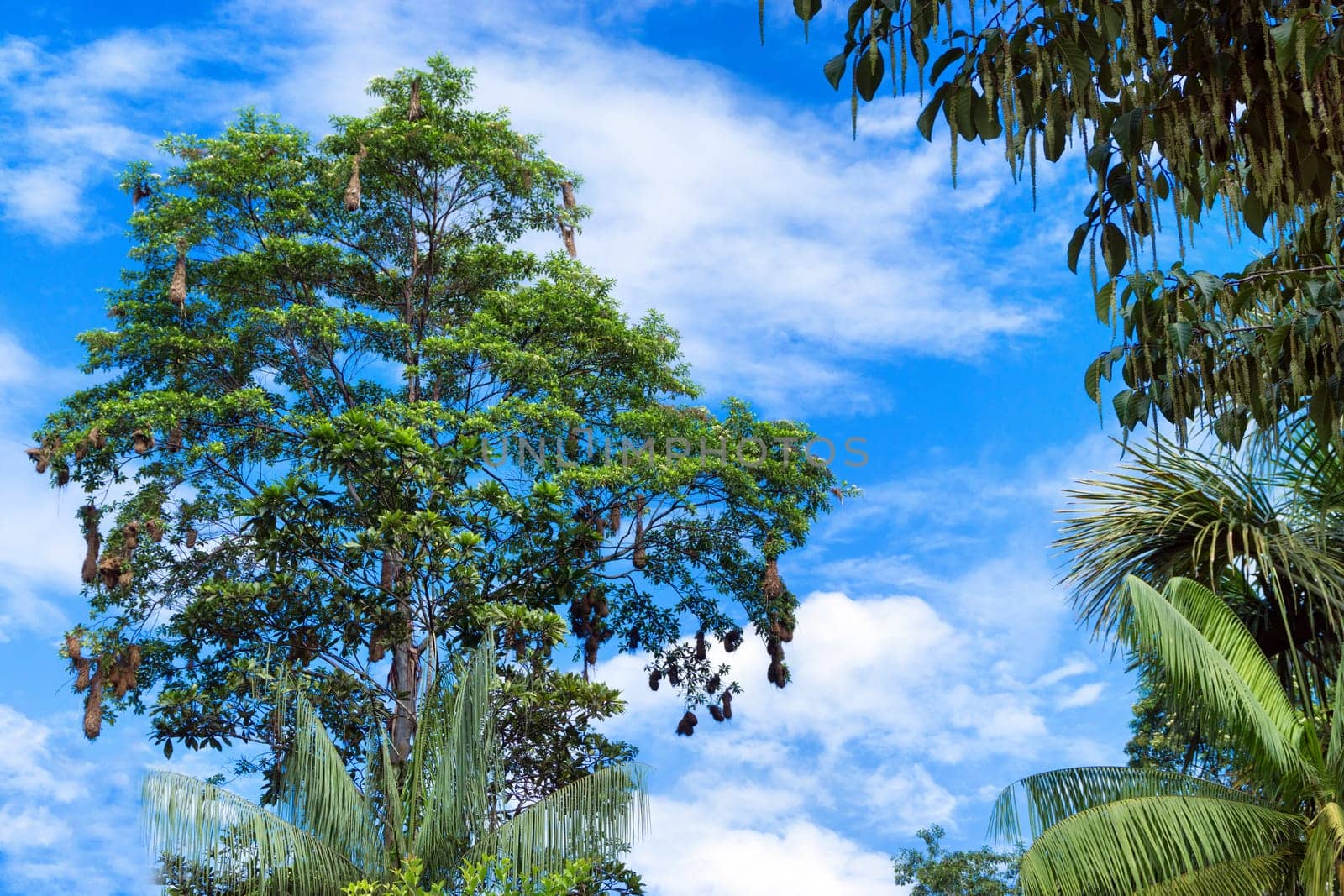 Tree in the Amazon Rain Forest full of bird nests